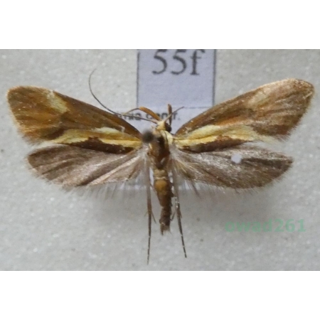 Harpella forficella (Scopoli, 1763) Czech55f